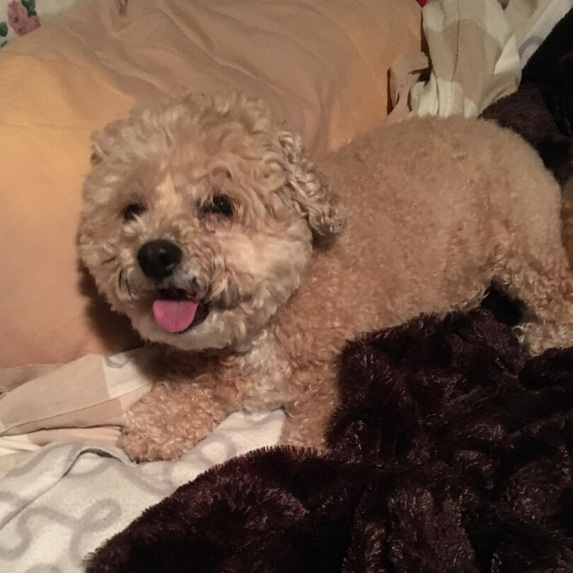 poor: adorable but not flattering and low quality!