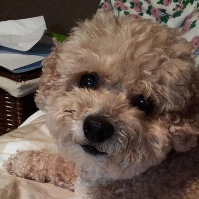 good: high quality, but not well-framed